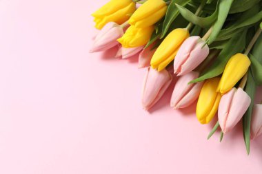 Renk arka plan üzerinde güzel taze laleler