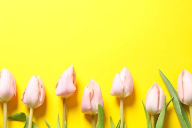 Renk arka plan üzerinde güzel taze laleler