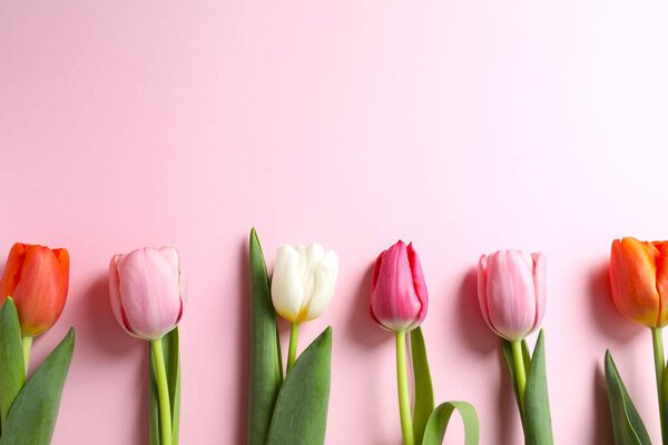 Beautiful fresh tulips on color background