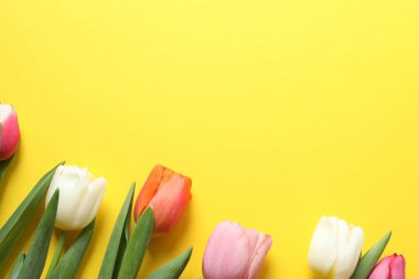 Renk arka plan üzerinde güzel taze laleler