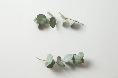 Eucaliptus yaprakları. Soyut çiçek arkaplanı için dalda yeşil yapraklar