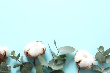 Okaliptüs dalları ve pamuk çiçeği. Düz konum, üst görünüm, kopyalama alanı. Çiçek arkaplan, çiçek kompozisyonu.