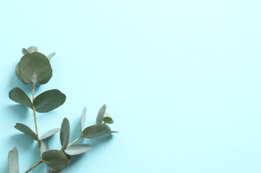 Eucaliptus yaprakları. Soyut çiçek arkaplanı için dalda yeşil yapraklar