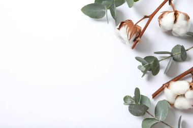 Okaliptüs dalları ve pamuk çiçeği. Düz konum, üst görünüm, kopyalama alanı. Çiçek arkaplan, çiçek kompozisyonu.