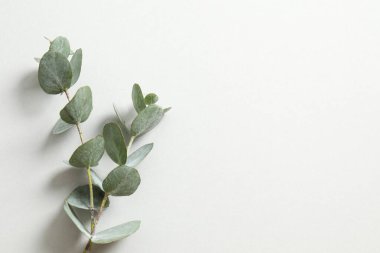 Eucaliptus gri bir arkaplanda fotokopi alanı ile ayrılır. Soyut çiçek arkaplanı için dalda yeşil yapraklar