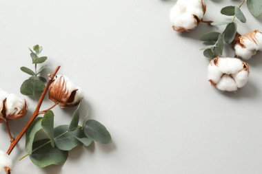 Okaliptüs dalları ve pamuk çiçeği. Düz konum, üst görünüm, kopyalama alanı. Çiçek arkaplan, çiçek kompozisyonu.