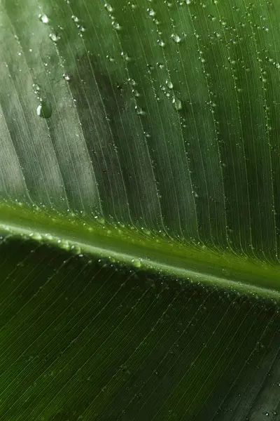 Su damlalı yeşil muz yaprağı, yakın görüş