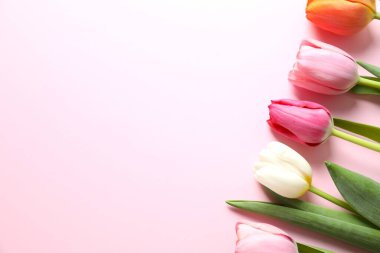 Renk arka plan üzerinde güzel taze laleler