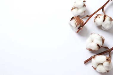 Beyaz arka planda pamuk çiçeği. Düz konum, üst görünüm, kopyalama alanı. Çiçek arkaplan, çiçek kompozisyonu.
