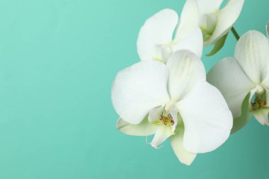 Renkli arkaplanda beyaz orkide