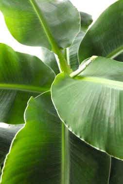 Beyaz arka planda yeşil palmiye yaprakları güneş ışığında. Görünür dokusu olan tropik bitki yaprakları.