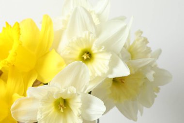 Beyaz arka planda taze bahar nergisleri