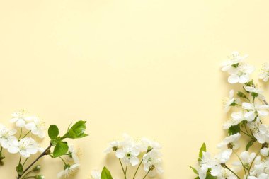 Renkli arka planda taze çiçekler. Bahar arkaplanı