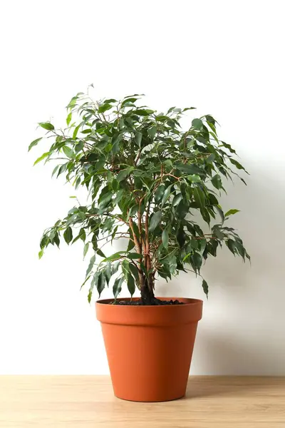 Güzel, yemyeşil bir saksının içindeki Ficus Benjamin. 