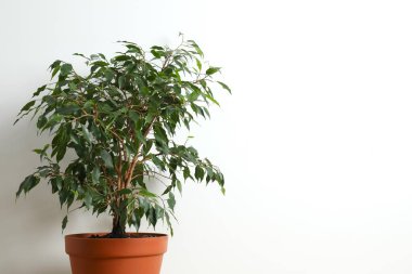 Güzel, yemyeşil bir çiçek, Ficus Hughina masanın üstünde bir tencerede.