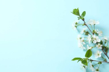 Renkli arka planda taze çiçekler. Bahar arkaplanı