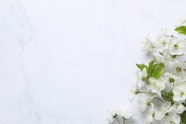 Beyaz arka planda taze çiçekler. Bahar arkaplanı
