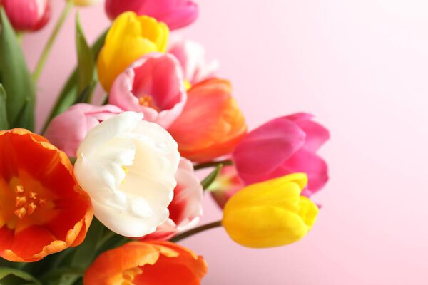 Beautiful bouquet of fresh tulips