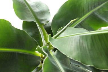 Yeşil palmiye yaprakları yakın. Görünür dokusu olan tropik bitki yaprakları.