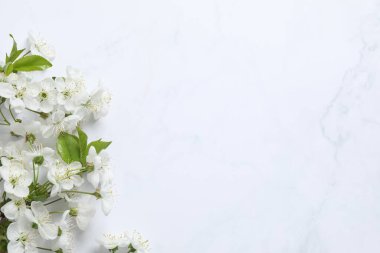 Renkli arka planda taze çiçekler. Bahar arkaplanı