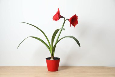 Çiçekli ev bitkisi Amaryllis, masada kırmızı tomurcukla.