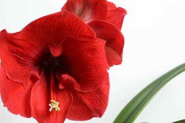 Çiçekli ev bitkisi Amaryllis, beyaz arka planda kırmızı tomurcuk