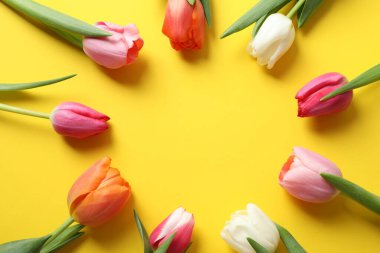 Renk arka plan üzerinde güzel taze laleler