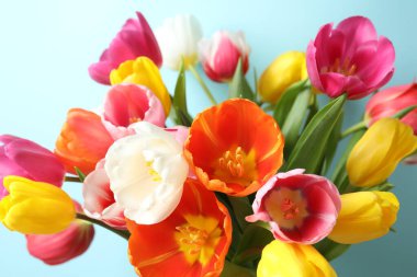 Renkli arka planda güzel laleler