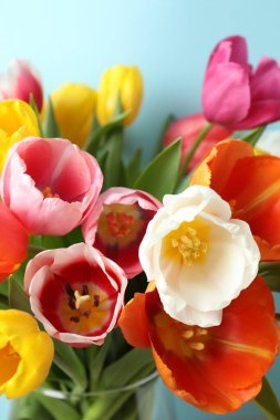 Renkli arka planda güzel laleler