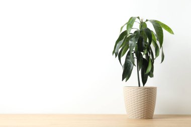 Evde filizlenmiş mango tohumu. Tencerede mango filizleniyor.