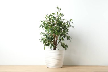 Güzel, yemyeşil bir çiçek, Ficus Hughina masanın üstünde bir tencerede.