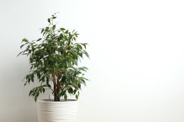 Güzel, yemyeşil bir çiçek, Ficus Hughina masanın üstünde bir tencerede.