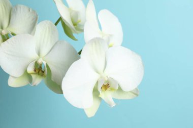 Renkli arkaplanda beyaz orkide