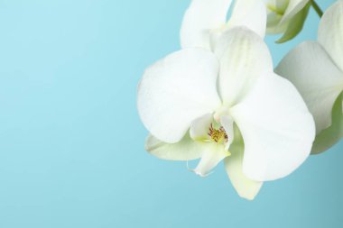 Renkli arkaplanda beyaz orkide