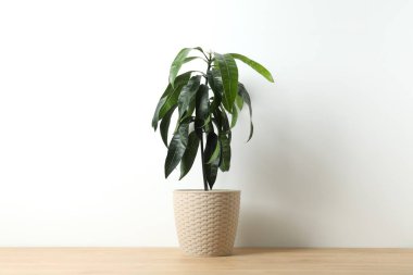 Evde filizlenmiş mango tohumu. Tencerede mango filizleniyor.