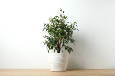 Güzel, yemyeşil bir saksının içindeki Ficus Benjamin. 