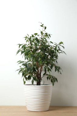 Güzel, yemyeşil bir saksının içindeki Ficus Benjamin. 