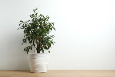 Güzel, yemyeşil bir saksının içindeki Ficus Benjamin. 