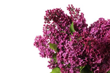 Yakın plan: açık arkaplanda mor büyük liyak çiçekleri