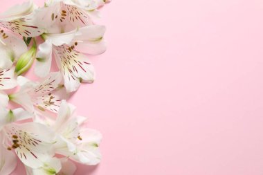 Renkli arka planda güzel beyaz alstroemeria