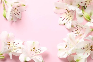 Renkli arka planda güzel beyaz alstroemeria