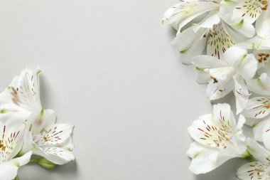 Gri arka planda güzel beyaz alstroemeria