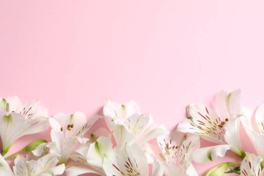 Renkli arka planda güzel beyaz alstroemeria