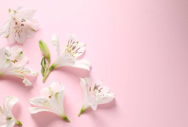 Renkli arka planda güzel beyaz alstroemeria