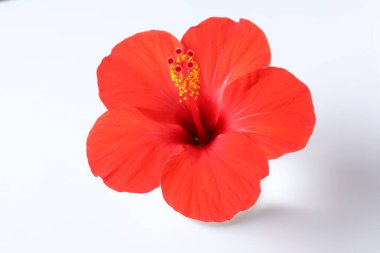 Hibiscus çiçek beyaz arka plan üzerinde