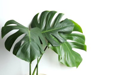 Beyaz arkaplanda yeşil canavar yaprağı