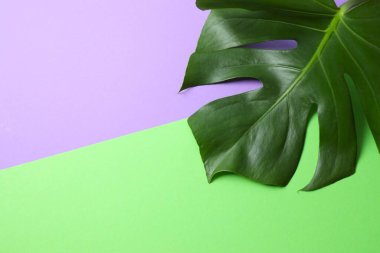 Yeşil Monstera yaprak renk arka plan üzerinde