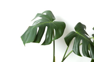 Siyah arkaplanda yeşil canavar yaprağı