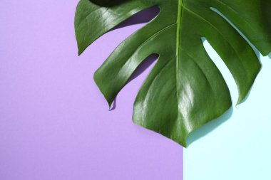 Yeşil Monstera yaprak renk arka plan üzerinde