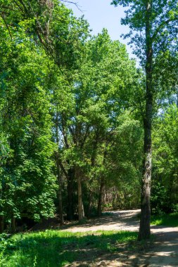 Ormanda Huzurlu Kaçış, Ormanda Yaz Büyüsü, Yeşillik Ormanda Yürüyüş, Doğanın Güzelliğini Keşfetmek